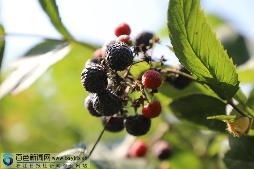 野生黑刺莓种植图片