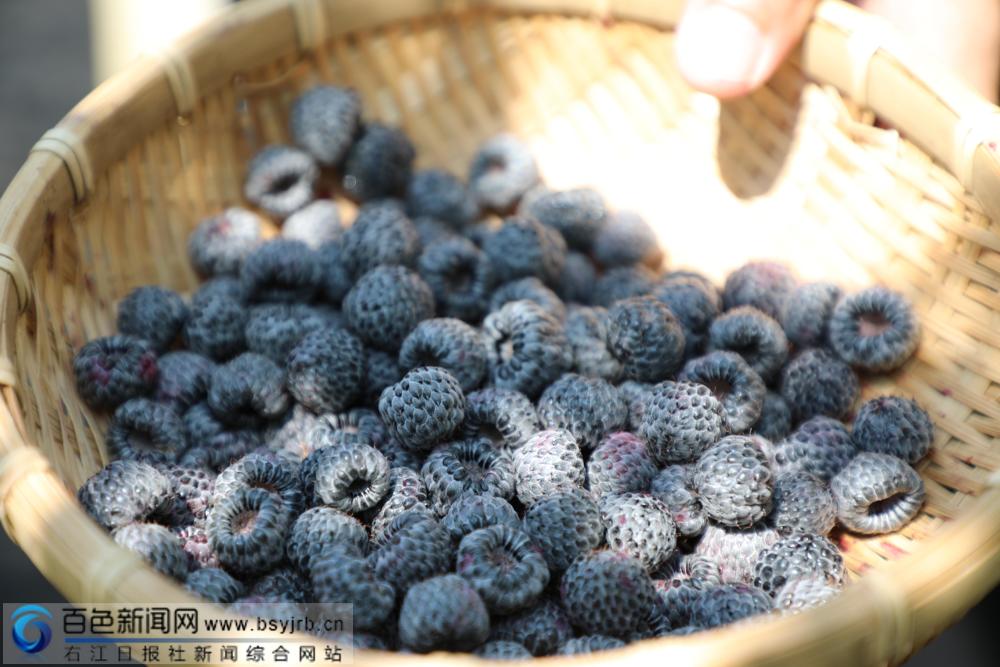 田阳野生黑刺莓图片