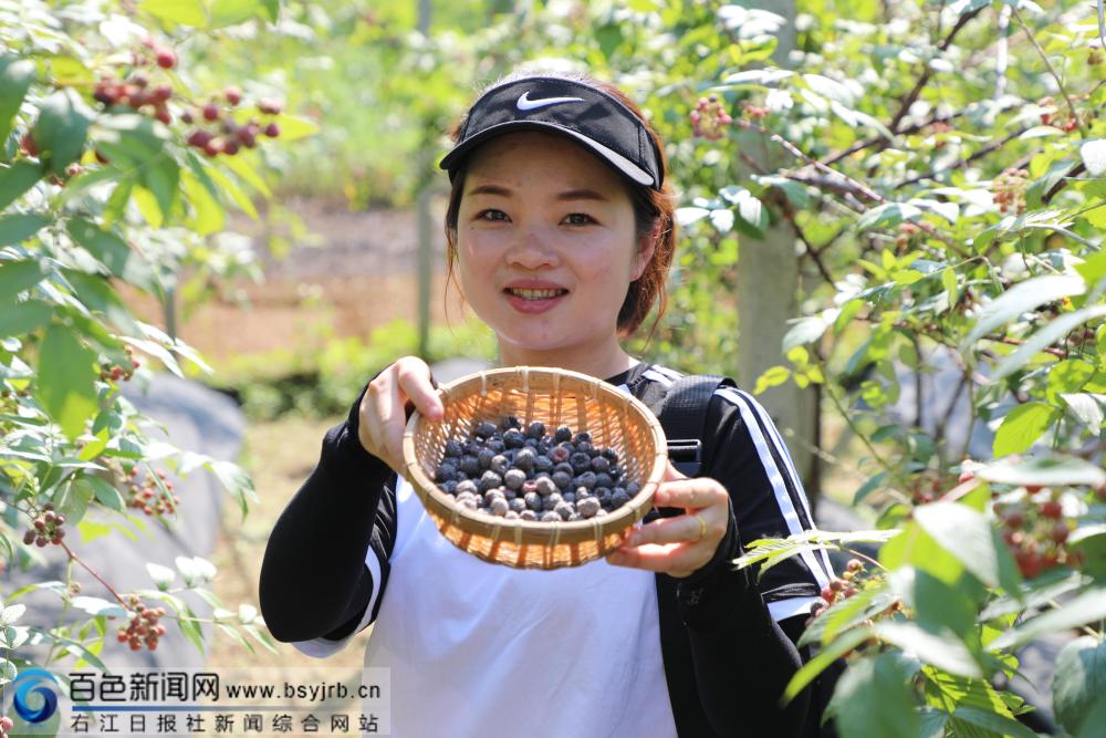 野生黑刺莓种植图片