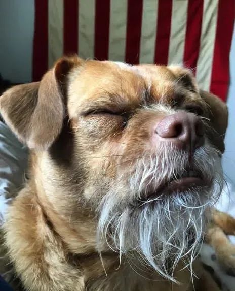 长胡子的狗子居然有四国混血