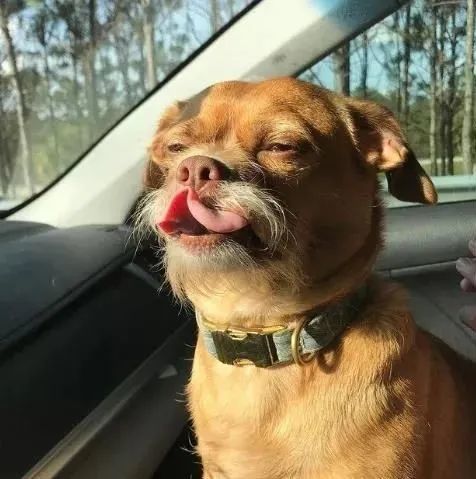 长胡子的狗子居然有四国混血