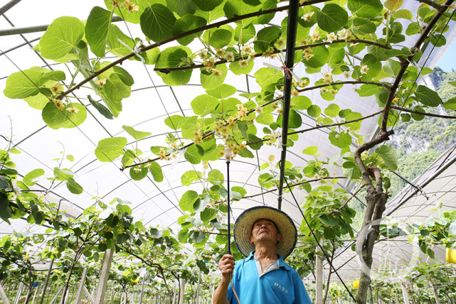 村民在猕猴桃遮雨种植大棚里给猕猴桃花进