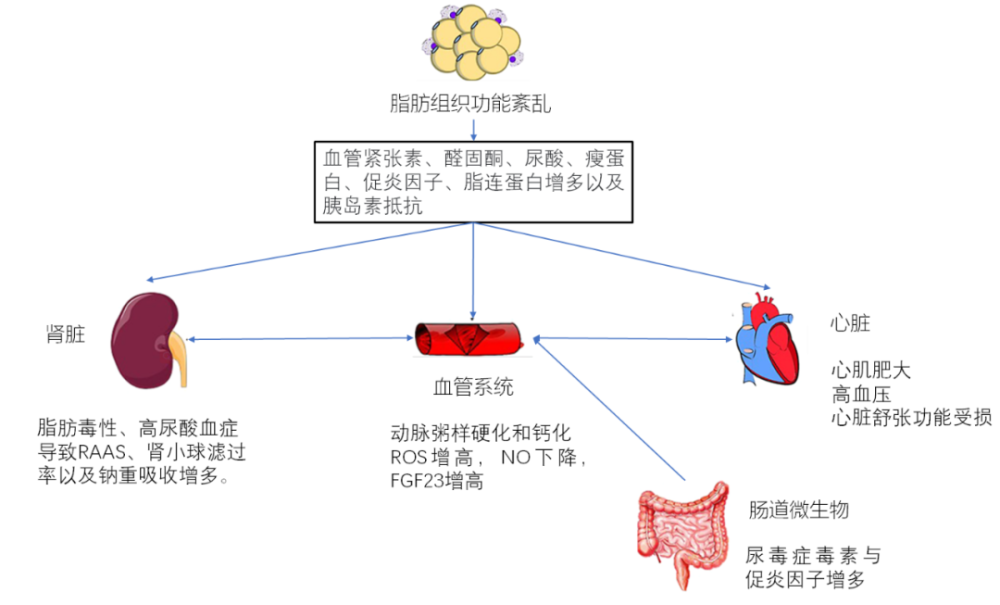 心腎綜合徵有新的分型了!臨床醫師該如何應對?