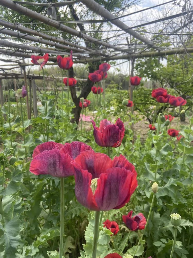 常熟禁毒办出动碧溪这位大爷种植罂粟被处罚了