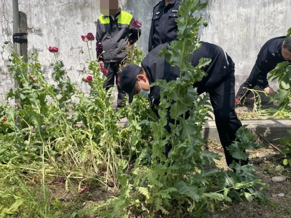 这位大爷种植罂粟,被处罚了!