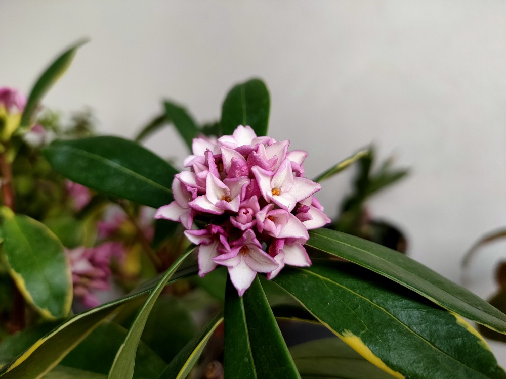 阳台盆栽的金边瑞香不开花做好养护细节金边明显花艳香浓