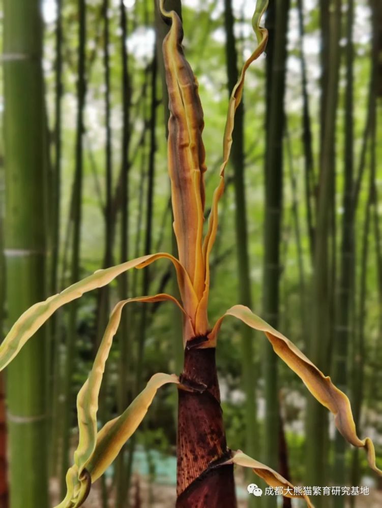 恰逢竹林青青竹笋香,走进滚滚的秘密花园