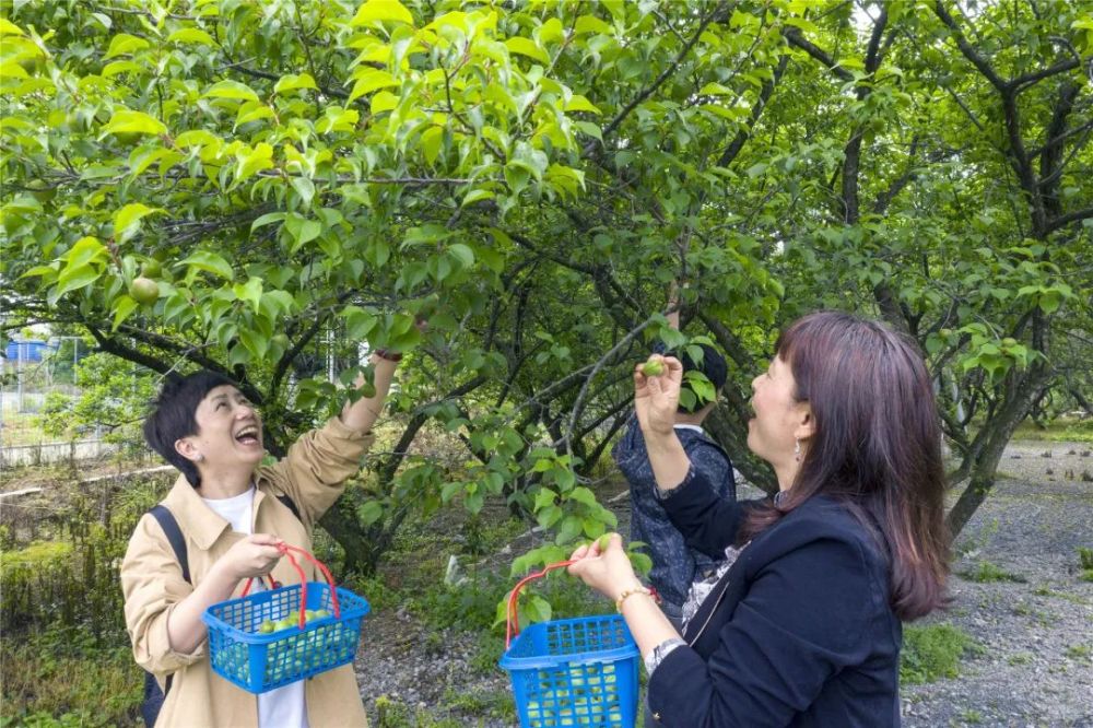 梅子青青 酒已备好 大壮农场邀你 青梅煮酒论英雄 腾讯新闻