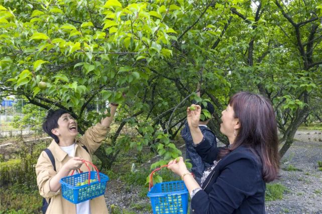 梅子青青 酒已备好 大壮农场邀你 青梅煮酒论英雄 大壮农场 梅子青青 青梅 梅子