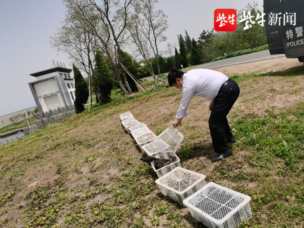 涟水三人逮了207只黑水鸡均被刑拘!