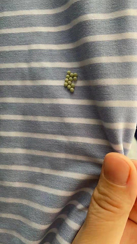 春夏之交臭屁虫产卵惹人烦园林专家现场指导