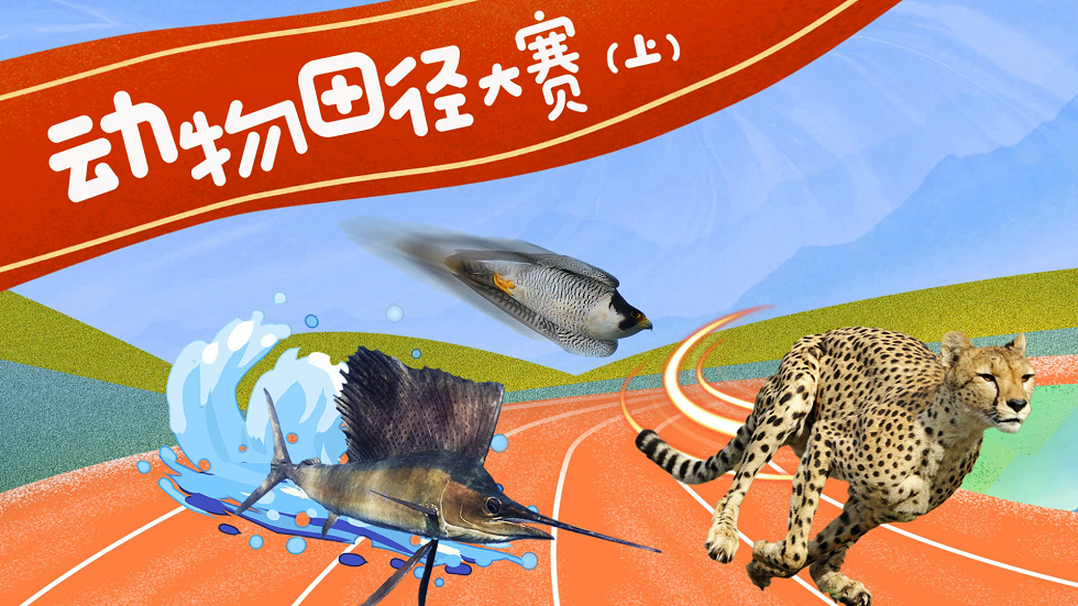 海陆空竞技大比拼究竟谁能成为终极速度王