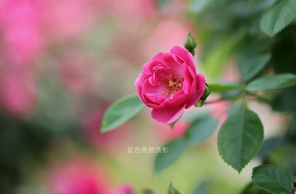 分享我镜头里的蔷薇花 一起细嗅花香 感受5月美好 腾讯新闻