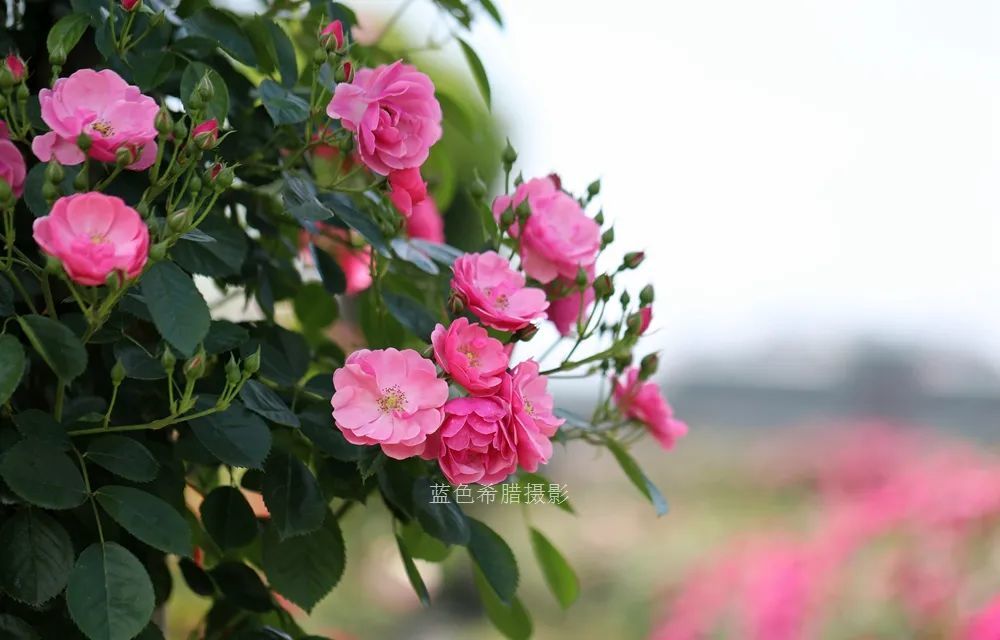 分享我镜头里的蔷薇花 一起细嗅花香 感受5月美好 腾讯新闻