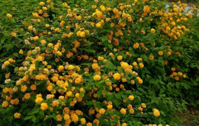 棣棠(棣棠同馨)