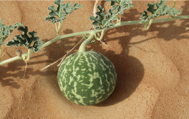 沙漠徒步为什么遇到野生西瓜碰不得当地人遇到也绕着走