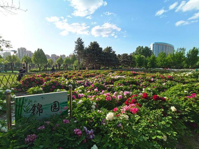唐山这片牡丹花海惊艳无比