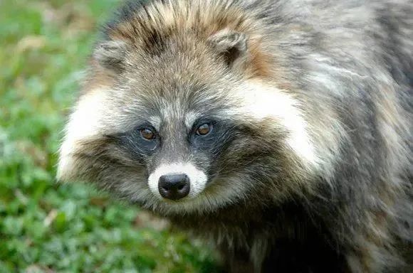 貉据动物专家介绍,貉属于犬科,体型短而肥壮,属于群居动物.