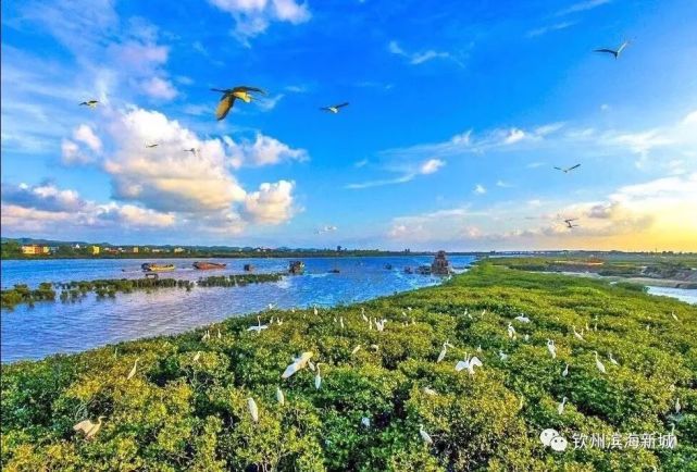 欽州市茅尾海紅樹林是自治區級自然保護區,位於濱海新城沙井島,辣椒槌