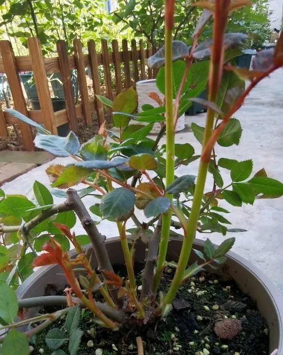 盆栽月季花,3种配土方式,教你养好月季,年年都能爆开花