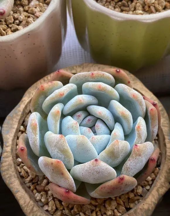 补光灯下的多肉 粉嫩至极 原来在室内阳台 也能养得这么好 腾讯新闻