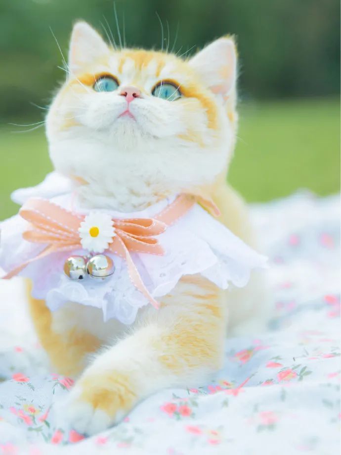 这是迪士尼在逃公主猫吗?