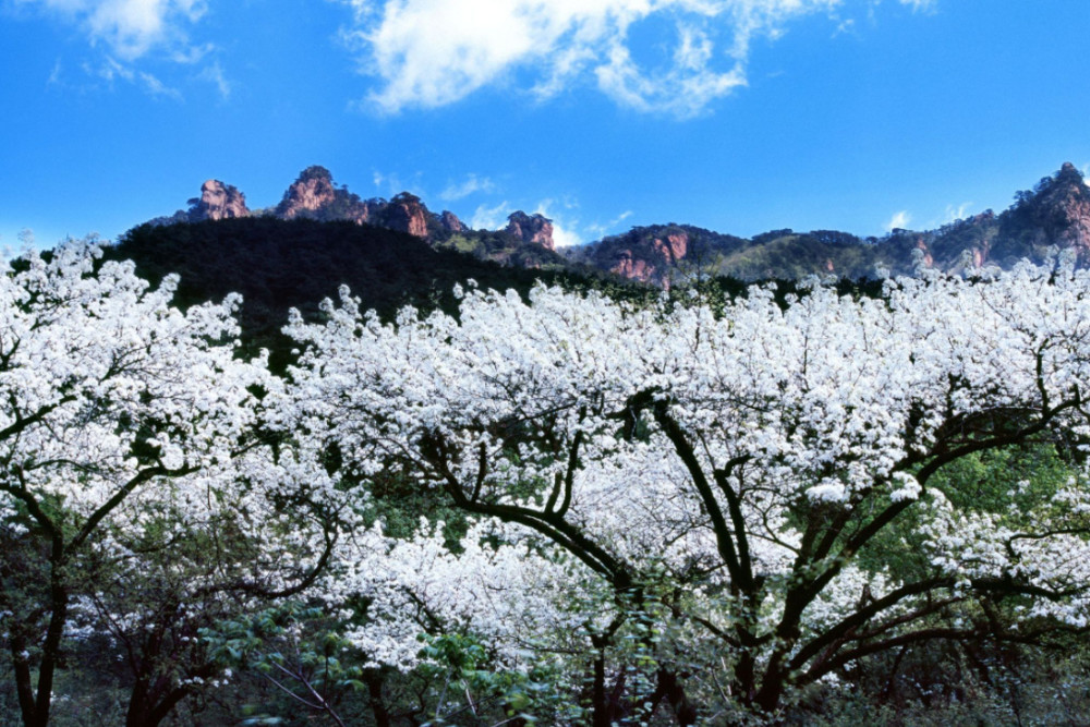 辽宁又一景区走红万亩梨花竞相绽放身为5a距鞍山228公里