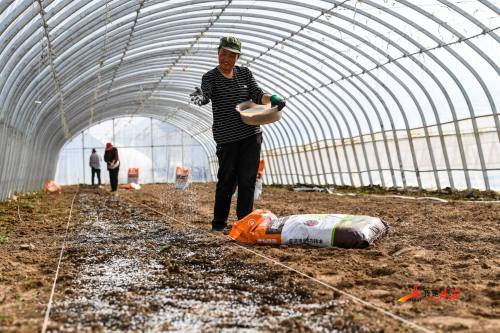 春耕正当时温室大棚里工人育苗移栽忙