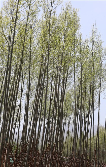 秦岭北麓添新绿渭滨白杨如画廊