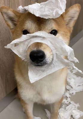 柴犬将卫生纸扯得稀巴烂妈妈气炸狗狗一脸无辜表情超有戏