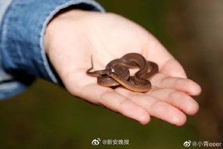 安徽发现新物种长这样