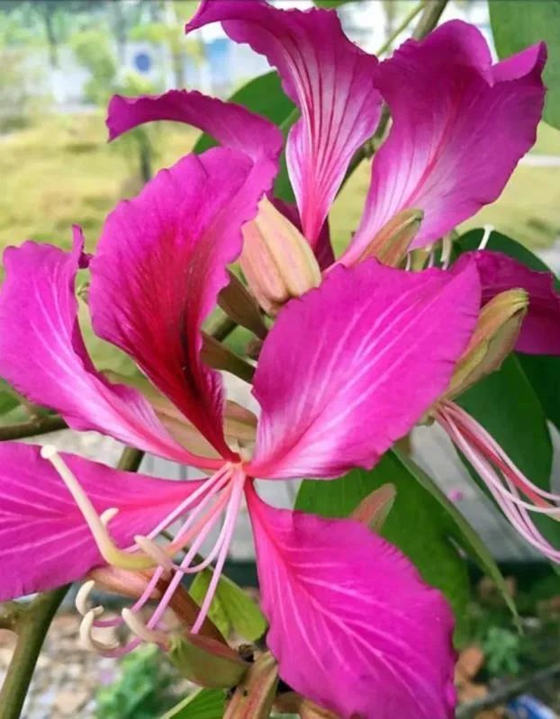 紫荆花花语(紫荆花花语发朋友圈)