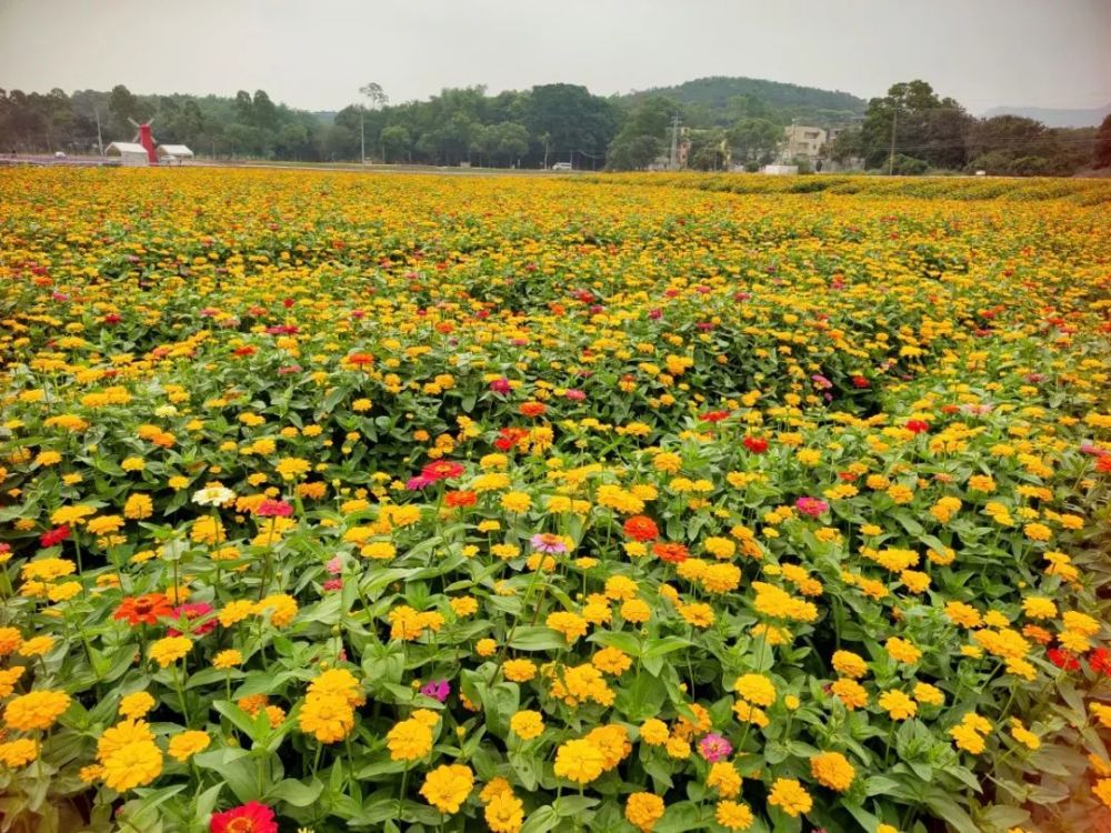 穿汉服,赏花海,学农事……黄埔"五一限定版"活动,不可错过_腾讯新闻