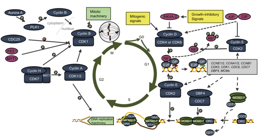 cancer cell|以细胞周期调控蛋白为靶治疗癌症,现状与趋势展望