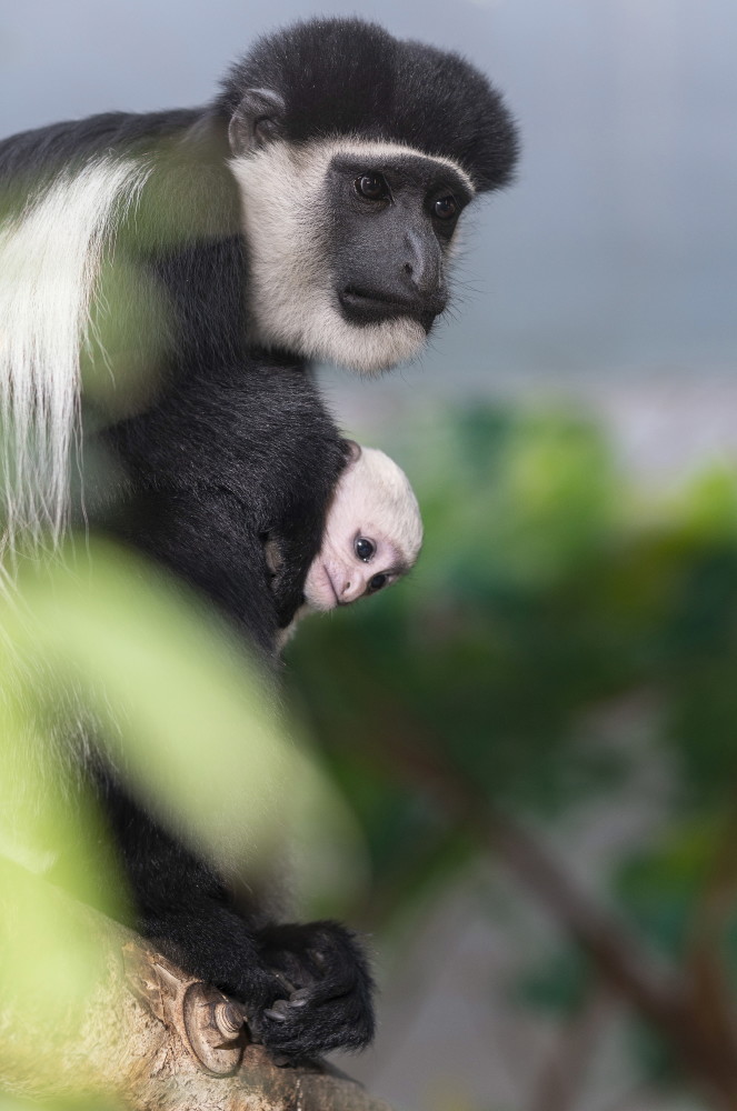 外代二线东非黑白疣猴