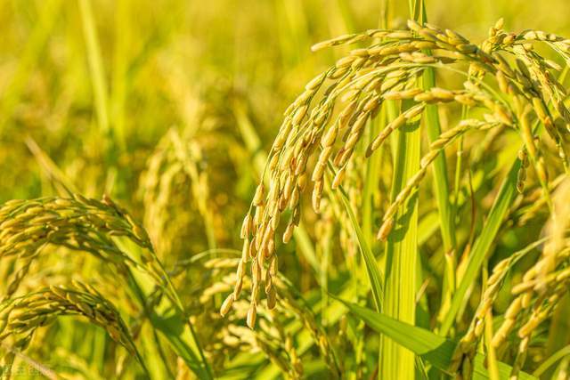 稻麦两极分化大豆连跌5天5月行情如何业内还会涨