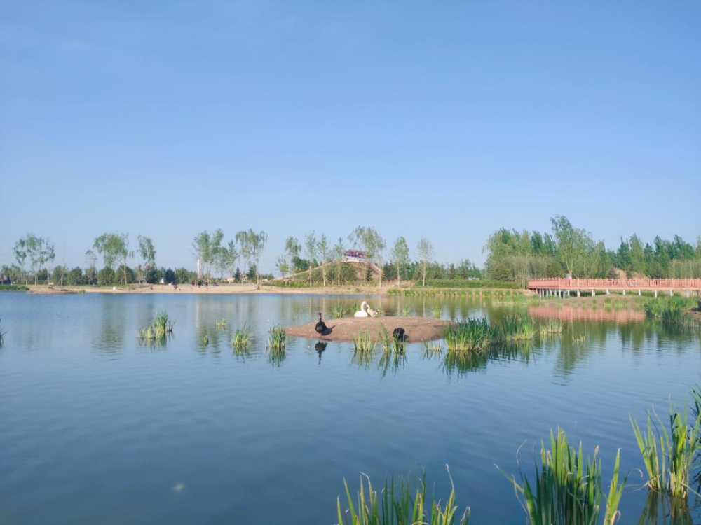 雄县龙湾镇·天鹅湖"网红"夫妇添宝宝_腾讯新闻