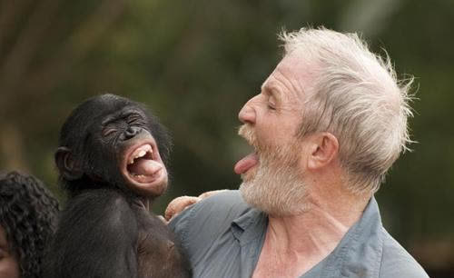 美国发现一只会说话的黑猩猩行为像人类它还能持续进化吗