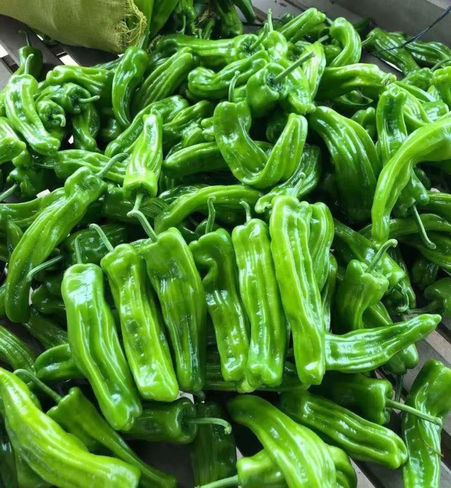 汉川,郊区东西湖,蔡甸等地,青椒产地较多,目前新上市的芜湖椒主要产自
