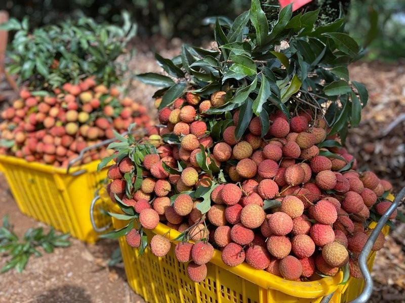 荔枝熟啦!2021年乐东荔枝采摘活动隆重开幕