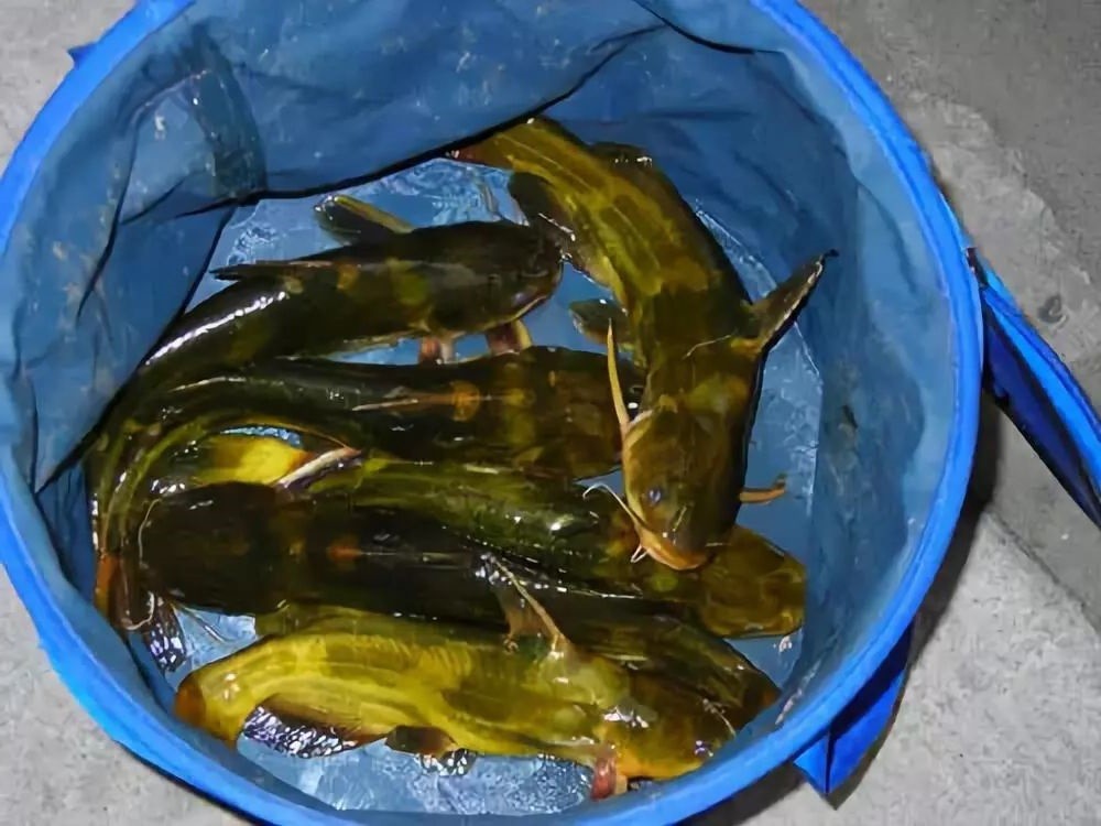 这东西你身边就有,用来打窝钓鱼"堪称一绝",下次钓鱼时试试看