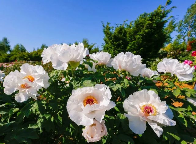 大连的这些冷知识你知道吗?