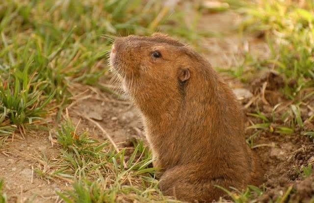 我国新疆30万老鼠集体跳崖自杀专家给出的推测令人背后发凉