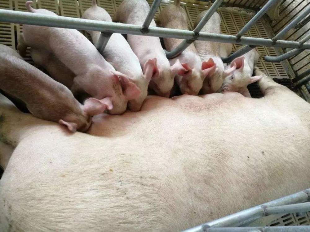 猪真的很笨吗 其实猪的智商比狗高 但情商却不高 腾讯新闻