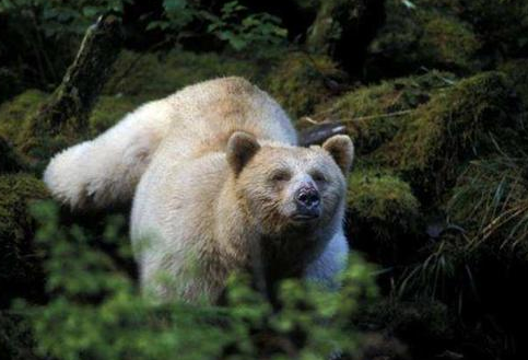 林區中的白化動物諸多野人的存在已經足夠讓人好奇,而神農架真正狽忖