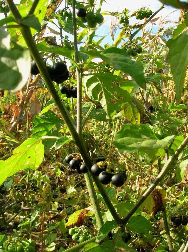 这种杂草夏季可以结出来一种果子这种野果你见过吗