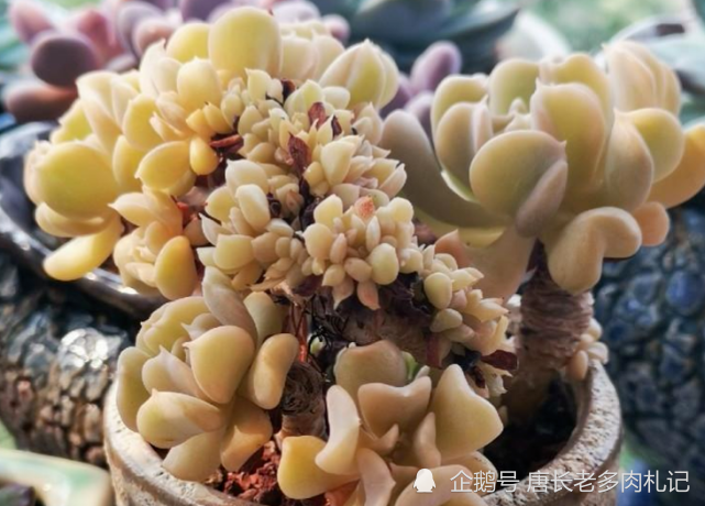 今天有肉友问唐长老多肉特玉莲用深盆还是浅盆栽种好养到多久可以爆盆