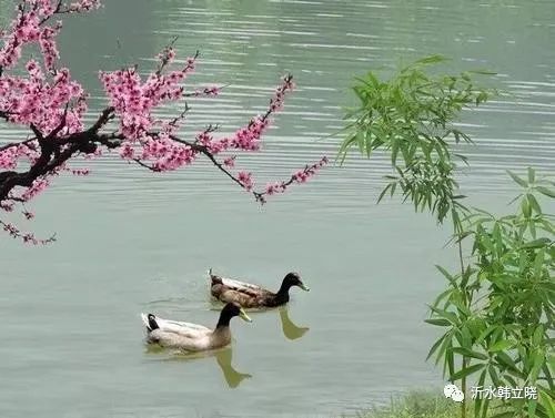 惠崇春江晚景二首其一