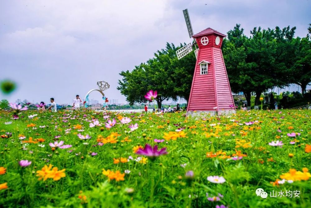 靚均安這片網紅花海驚豔眼球顏值爆表