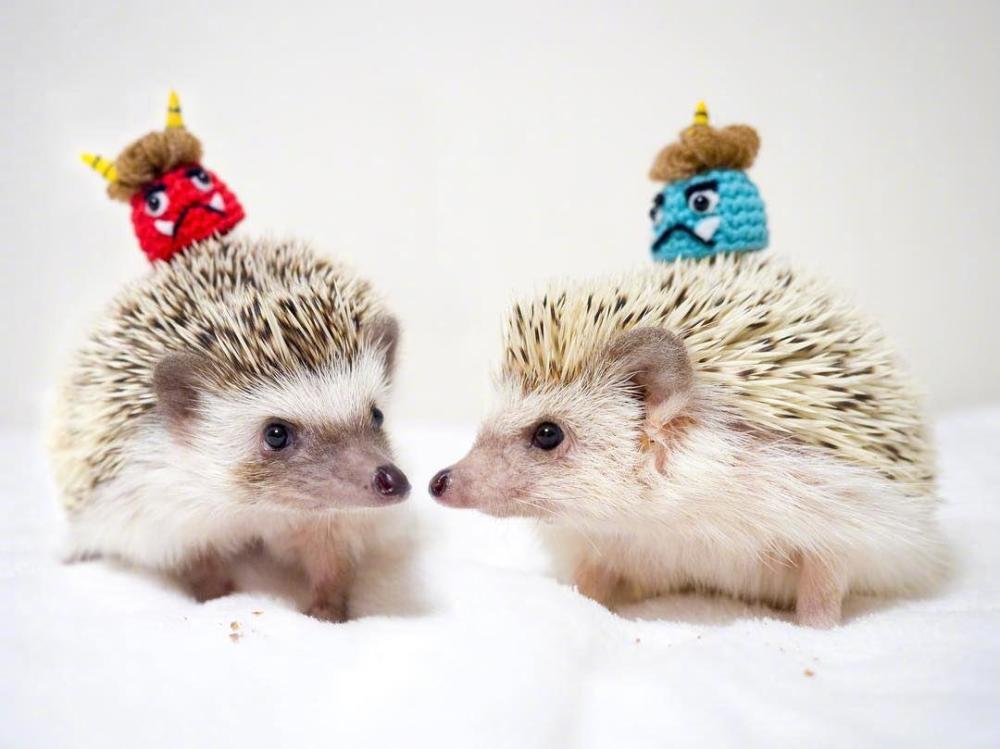 有一群刺猬在寒冷的冬天相互靠近,想要通过彼此的体温取暖,有一定距离